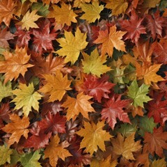 Fototapeta premium Close-up of maple leaves, showcasing intricate details and color variations, plant, detail, backdrop