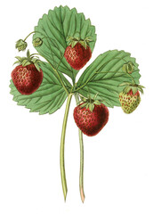 Erdbeeren, Strawberry Black Roseberry, .