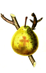 Birne, Birnensorte Nelis Winterbirne, the Winter Nelis Pear , .