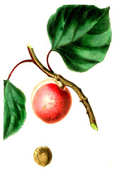 Aprikose, Aprikosensorte, Breda Apricot , .