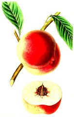Pfirsich, Pfirsichsorte, The Barrington Peach , .