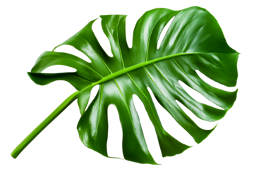 Vibrant green Monstera leaf close up, isolated, cut out transparent