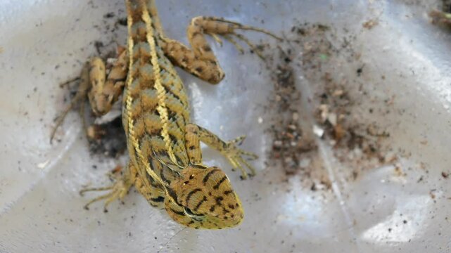 Close up of chameleon (Calotes versicolor)