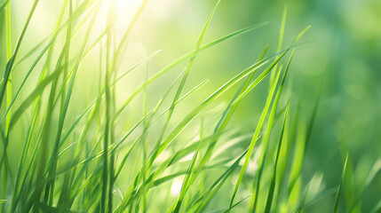 Naklejka premium 爽やかな緑の草の背景素材