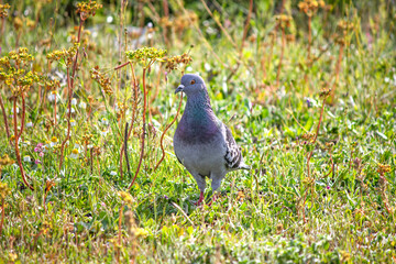 Grey rock dove or city pigeon (Columba livia) in a green meadow. Bird, animal idea concept. Ornithology. Nature. No people, nobody. Horizontal photo. 