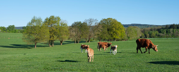 cows and calves in green grassy spring meadow near Trier in german saarland and nature park...