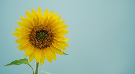 Obraz premium Vibrant Yellow Sunflower Blooming Against a Soft Blue Background A Stunning Floral Image