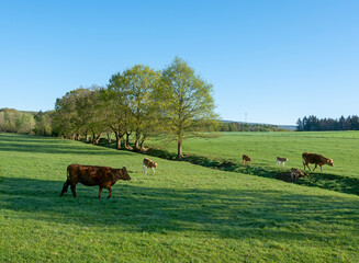 cows and calves in green grassy spring meadow near Trier in german saarland and nature park...