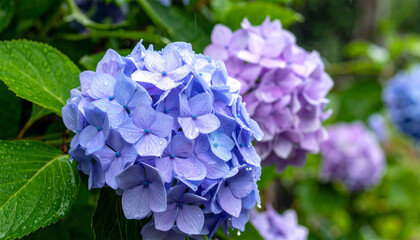 雨に濡れる青紫色のアジサイの花のクローズアップ generative ai