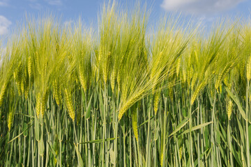 ears of wheat in a field against the sky