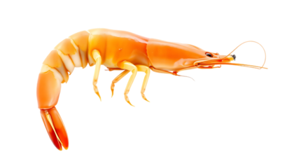 Isolated on white, a cooked shrimp with a curved body, 