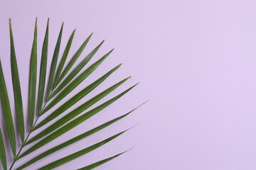 Fototapeta premium Green palm leaf on color background