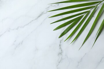 Green palm leaf on marble background, space for text