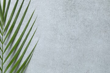 Green palm leaf on gray background, space for text