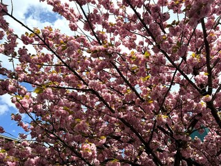 A beautiful sakura tree with delicate pink blooms, close up
