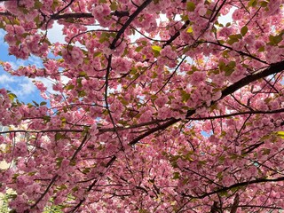 A beautiful sakura tree with delicate pink blooms, close up