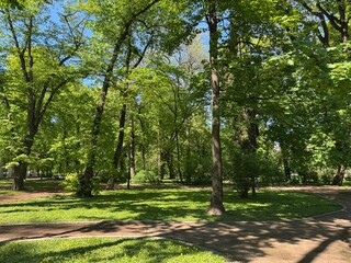 Alley with green trees in park 