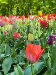 A blooming colorful bed of tulips in a public flower garden