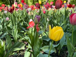 A blooming colorful bed of tulips in a public flower garden