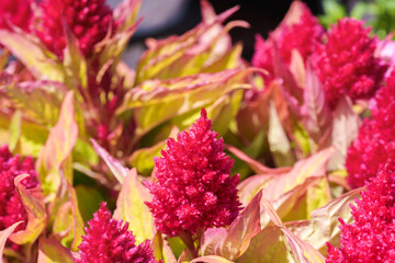 Close-up of red Candelabra cockscomb (Celosia cristata) flowers blooming in spring