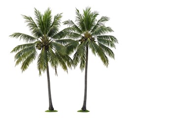 Tropical Twins AI Generated