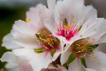 Almond flowers in blossom close-up
