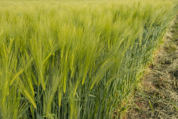 wheat field on a clear day ears of wheat harvest