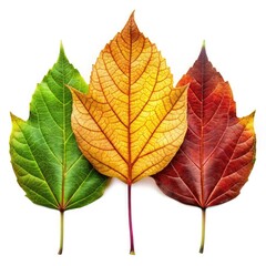 Fototapeta premium Three Autumn Leaves Green Yellow Red Isolated on White