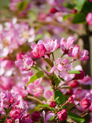 Beautiful white and pink blooms in springtime. Fruit tree flowers. Florals with blue sky in the background. Tree branches filled with small pretty flowers. 