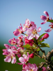 Beautiful white and pink blooms in springtime. Fruit tree flowers. Florals with blue sky in the background. Tree branches filled with small pretty flowers. 