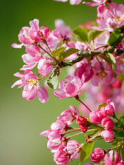 Beautiful white and pink blooms in springtime. Fruit tree flowers. Florals with blue sky in the background. Tree branches filled with small pretty flowers. 