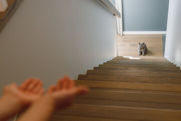 Gray British cat waiting at the end of wooden staircase while human hand reaches out from bottom