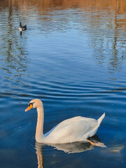 A swan swimming in the lake in close-up. 