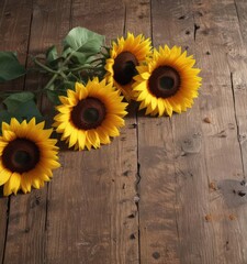 Obraz premium Sunflowers and their shadows cast on aged wood, garden, dark, bloom