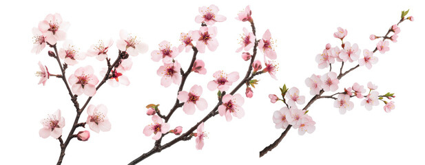 Delicate Spring Blossoms