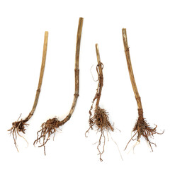 Valerian herb root alternative herbal medicine on white background. Used to treat insomnia, stress, anxiety, digestive health, menstrual cramps. Natural healing.