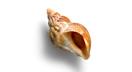 Sea snail, one shell of raw whelk, sea snails bulot. Bulots isolated on white background, macro shot. French delicatessen, seafood. Buccinum undatum 