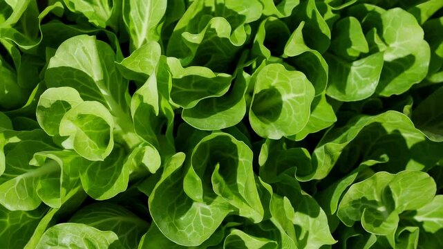 Close-up Texture of Vibrant Green Lettuce Leaves under Natural Light