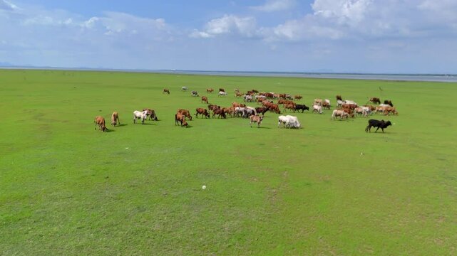 Herd of Thai domestic beef cattle grazing on green pasture Thailand