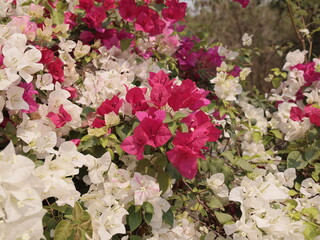 The Vibrant and Colorful Bougainvillea Flowers Are in Full Bloom, Showcasing Natures Beauty