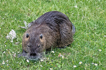 Nutria