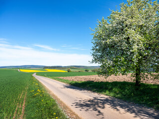 rural landscape with fruit trees and rapeseed field in german national park of saar hunsrueck under blue sky in spring