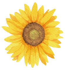 透明水彩で描いた向日葵の頭のイラスト3