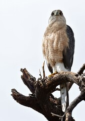 a majestic copper's hawk perched in a tree, looking for prey in tucson, arizona 