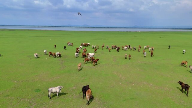 Herd of Thai domestic beef cattle grazing on green pasture Thailand