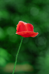 Obraz premium Close-up of beautiful red poppy flowers outdoors