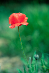 Fototapeta premium Close-up of beautiful red poppy flowers outdoors