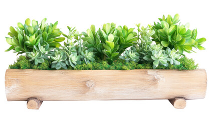 Wooden trough planter with succulents