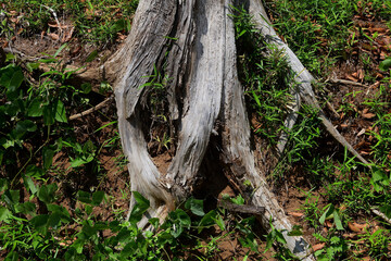木の根っこ
