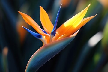 Close-up of a vibrant bird of paradise flower with striking orange and blue petals illuminated by soft sunlight against a blurred dark green background